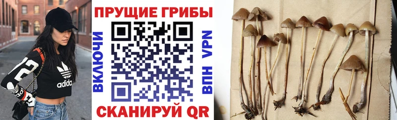 Псилоцибиновые грибы прущие грибы  блэк спрут как войти  Лермонтов 